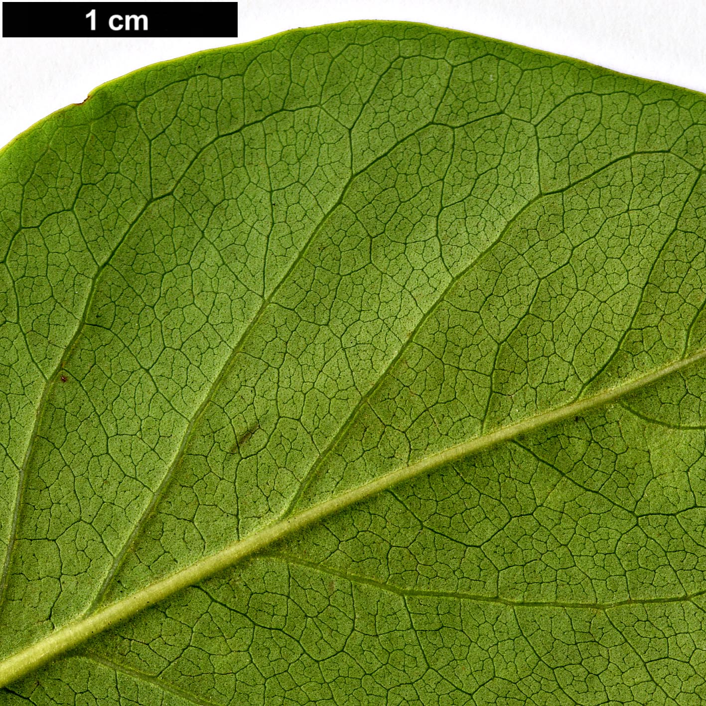 High resolution image: Family: Oleaceae - Genus: Syringa - Taxon: ×hyacinthiflora - SpeciesSub: 'Clarke's Giant' (S. oblata × S. vulgaris)